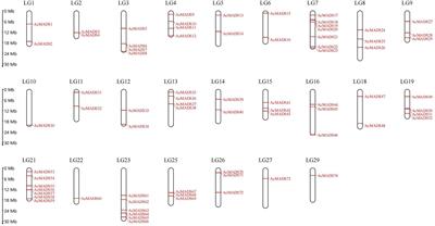 Genome-wide identification of the AcMADS-box family and functional validation of AcMADS32 involved in carotenoid biosynthesis in Actinidia